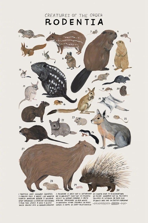 设计师kelsey oseid的动物图鉴设计