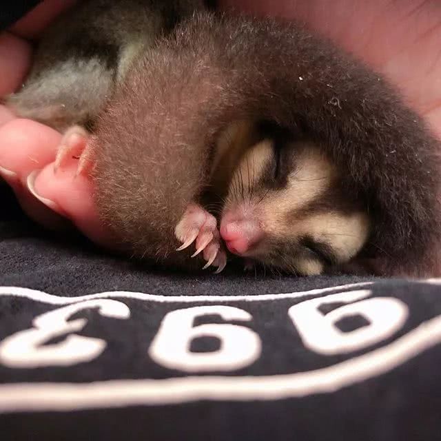 袋鼠|小蜜|礼拜_新浪新闻