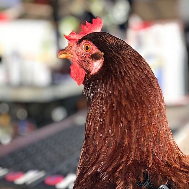 主人养了一只会游泳鸡还带它环游世界一不小心竟被它治愈了