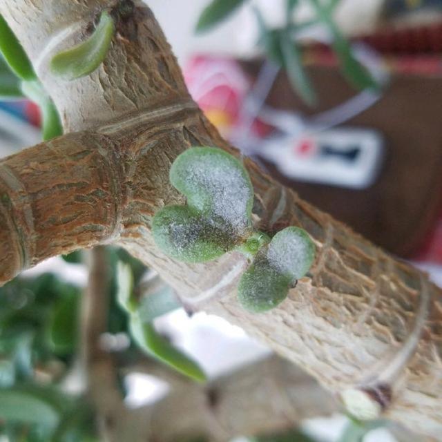 玉树叶片长"白粉",7天一次喷点"它",30天变成"大绿球"