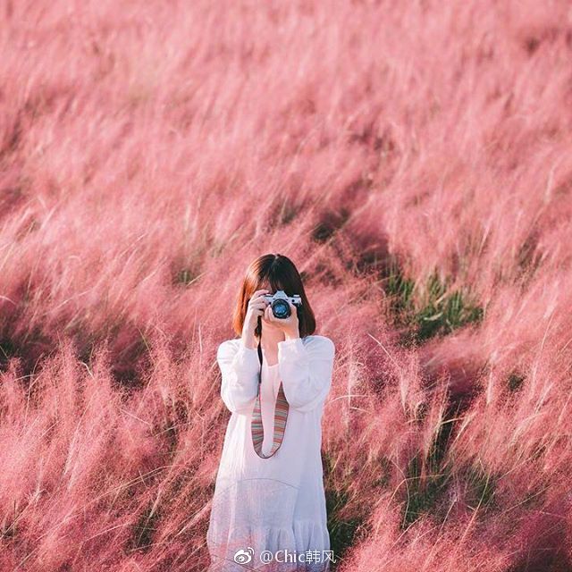 news|本月就可以欣赏到粉色的芒草啦