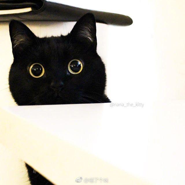 这只黑猫的眼睛实在是太亮太水灵了,感觉是养了两只大眼睛