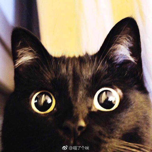 这只黑猫的眼睛实在是太亮太水灵了,感觉是养了两只大眼睛