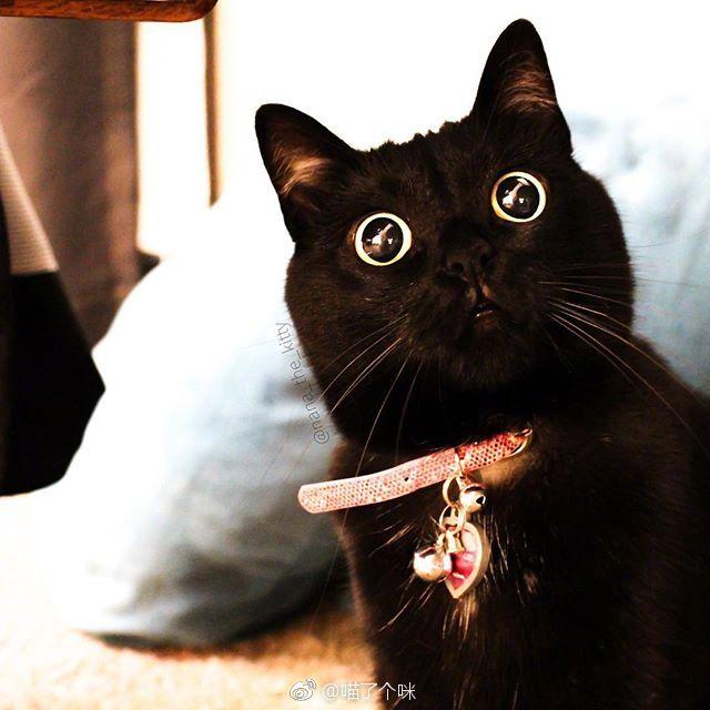 这只黑猫的眼睛实在是太亮太水灵了,感觉是养了两只大眼睛