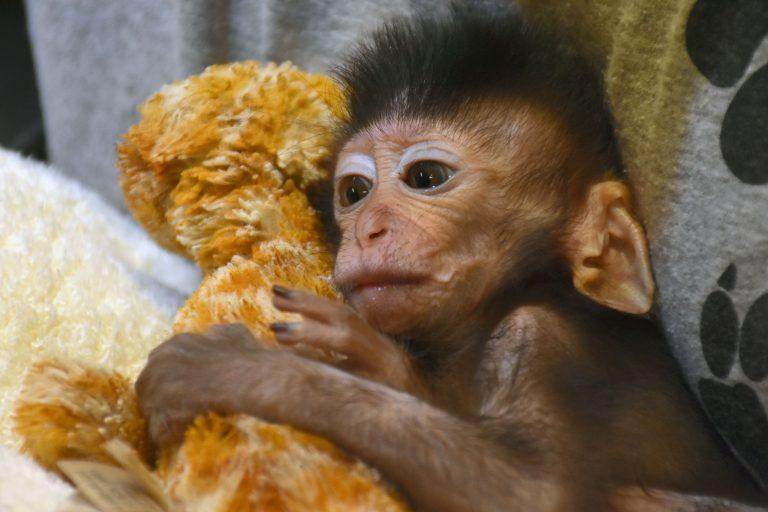 这只小猴子因为几张照片,爆红网络,但背后原因让人心疼