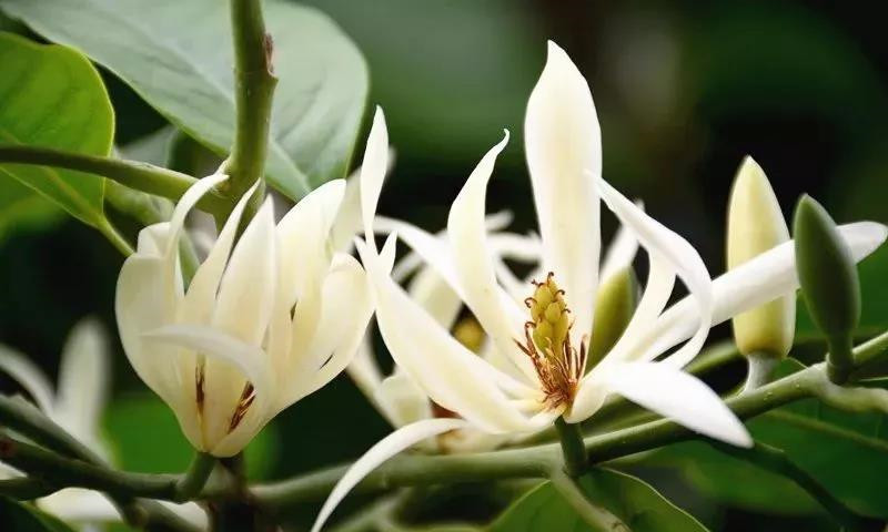 美美哒!佛山的市花开了!最佳观赏地在这些地方