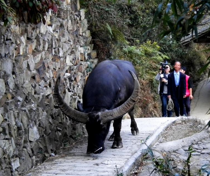 牛王,一生荣耀无数,死后数万人送终,立碑以供后代仰慕|贵州|雷公山