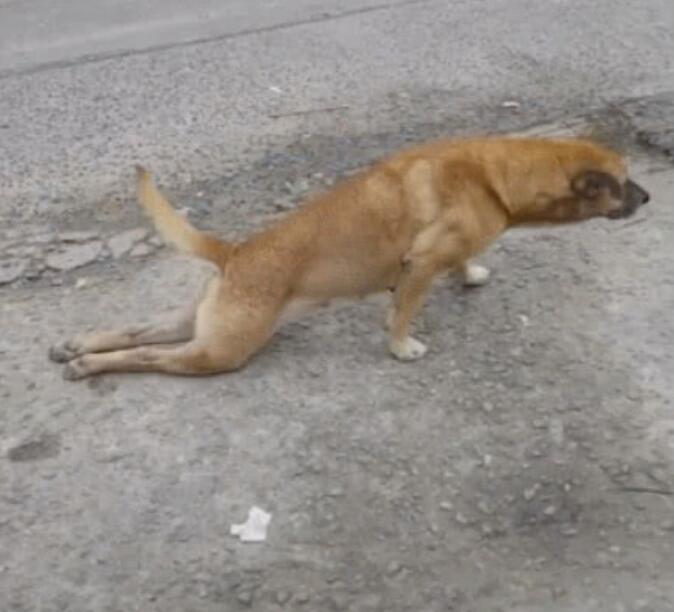 流浪狗|狗狗|土狗_新浪新闻