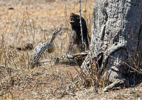 要是在平时平头哥早就把它吃掉了,可是平头哥现在更关心的去哪里打架