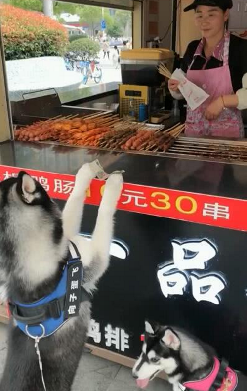 这位铲屎官带着自家的哈士奇出门遛遛,二哈半路上看见一个烤串摊,二哈