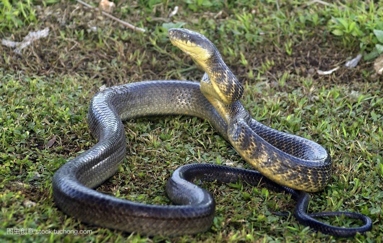 蛇大家都见过 但是它为什么长那么长呢