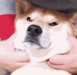 柴犬|铲屎官|捏脸_新浪新闻