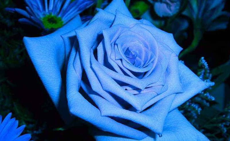 原来世界上没有真正的蓝玫瑰都是月季花染色而成还有这寓意