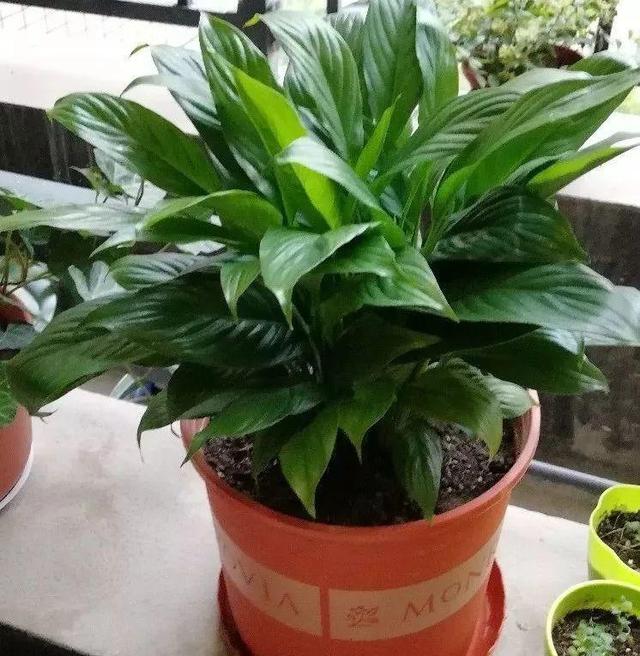 这6种增湿花放家里,能增加空气湿度,让家里不再干燥,更加舒适