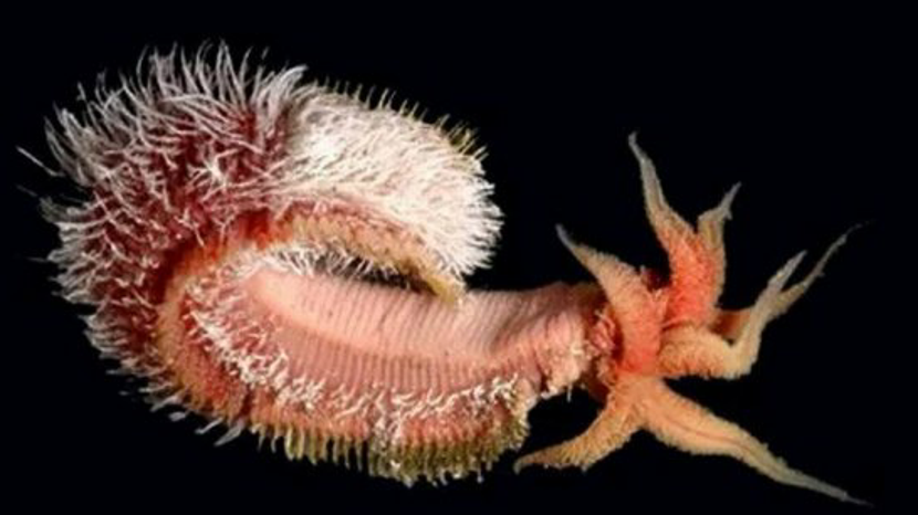 这种海底生物极为诡异,其皮肉堪比消防服,能耐100多度的高温