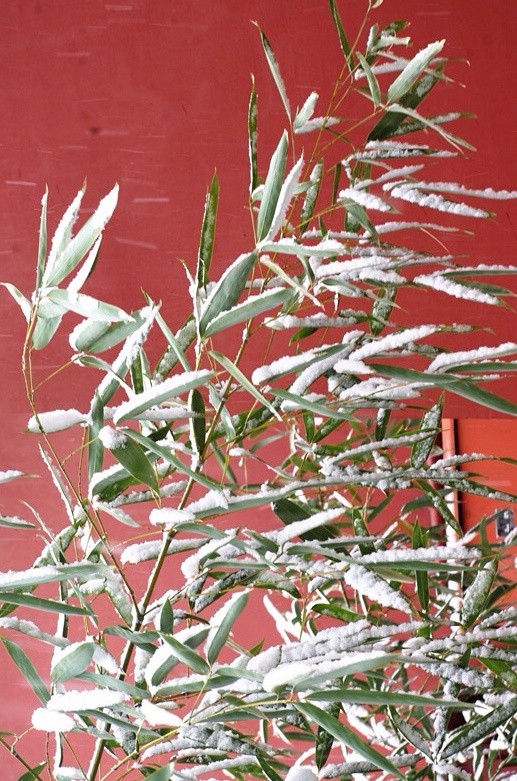 虬髯老树似卧龙,瑞雪纷纷祥云升|瑞雪|水流云在|虬枝_新浪新闻
