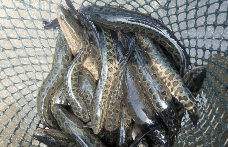 这类鱼最擅长在陆地滑行, 可离水生活, 能吃掉湖中所有鱼类