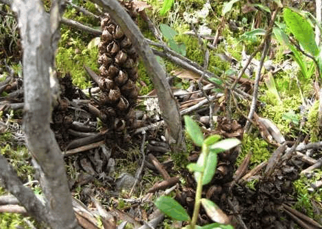 民间称为千斤坠,实则却是"丁座草",这种野生物值得重视