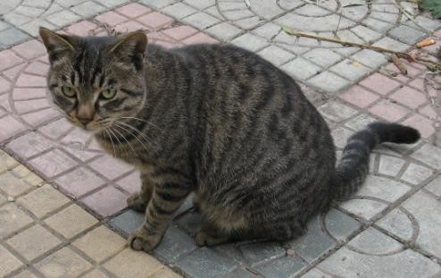 抓老鼠最厉害的就是九曲狸猫!他们是