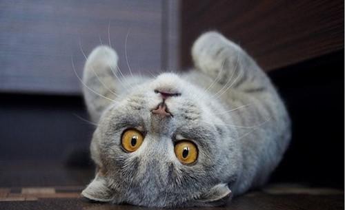 折耳猫是最可爱,也是最可怜的喵星人!