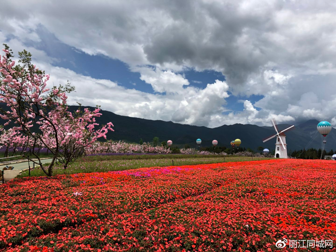 全球最大的雪山花海在丽江绽放 美得你无话可说
