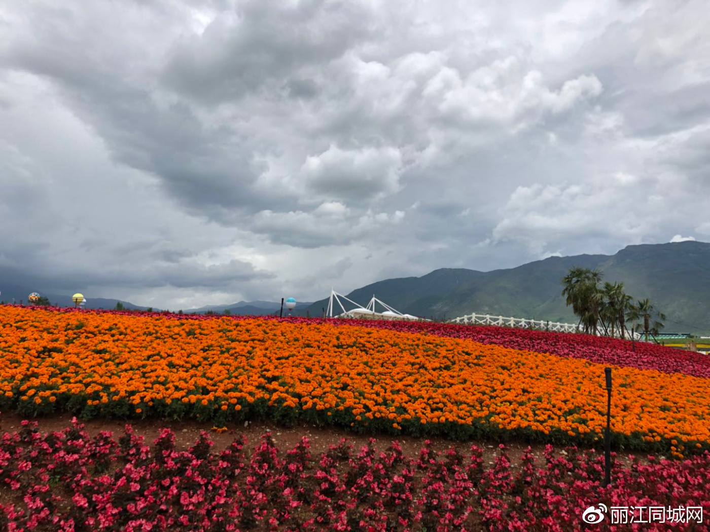 全球最大的雪山花海在丽江绽放 美得你无话可说