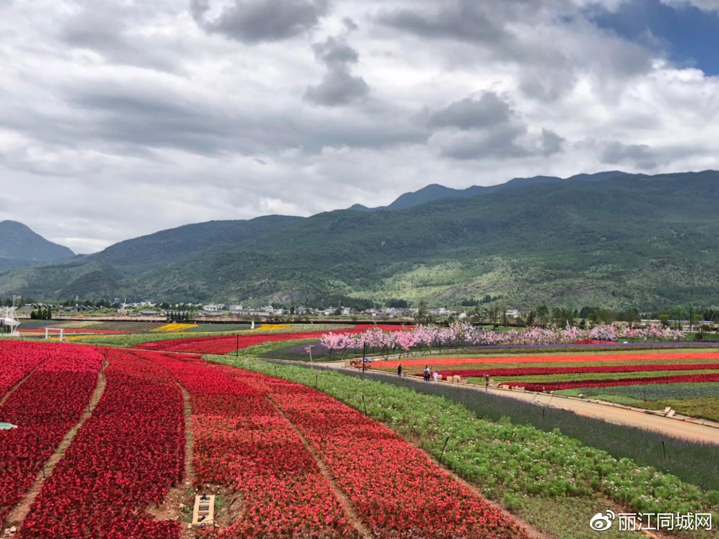全球最大的雪山花海在丽江绽放 美得你无话可说