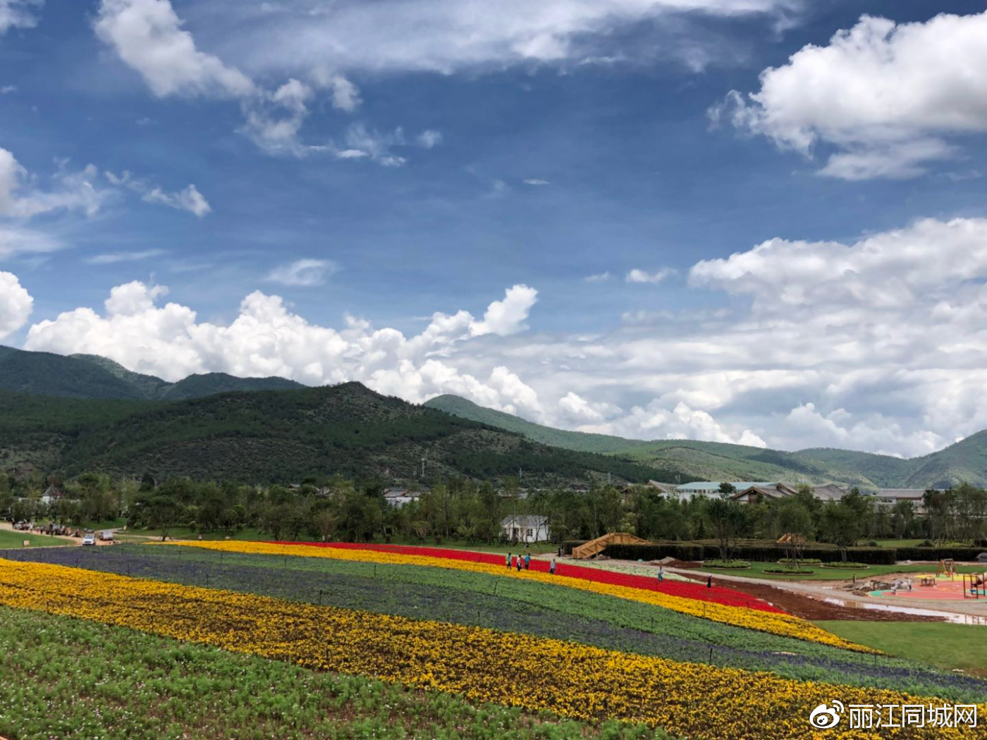 全球最大的雪山花海在丽江绽放 美得你无话可说