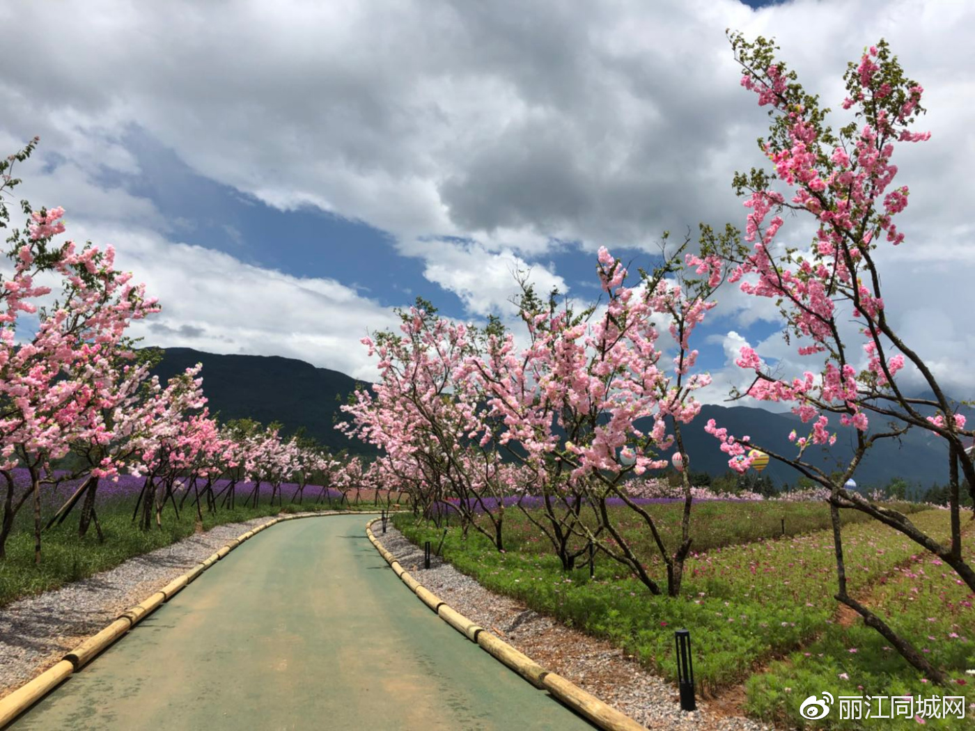 全球最大的雪山花海在丽江绽放 美得你无话可说