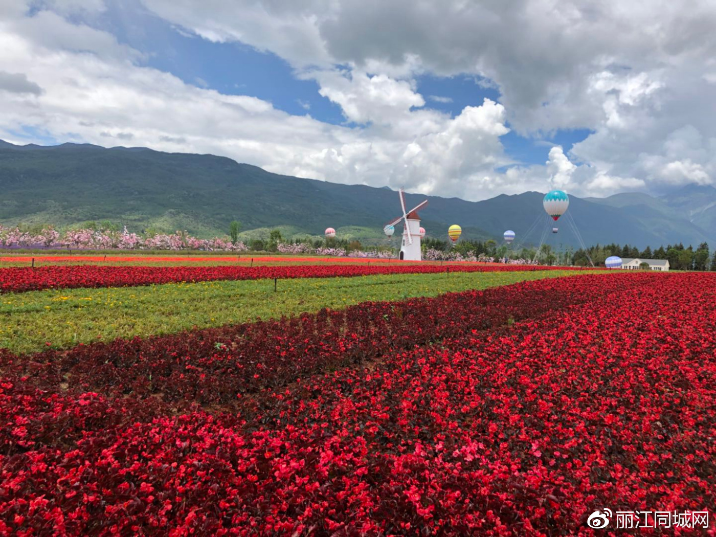 全球最大的雪山花海在丽江绽放 美得你无话可说