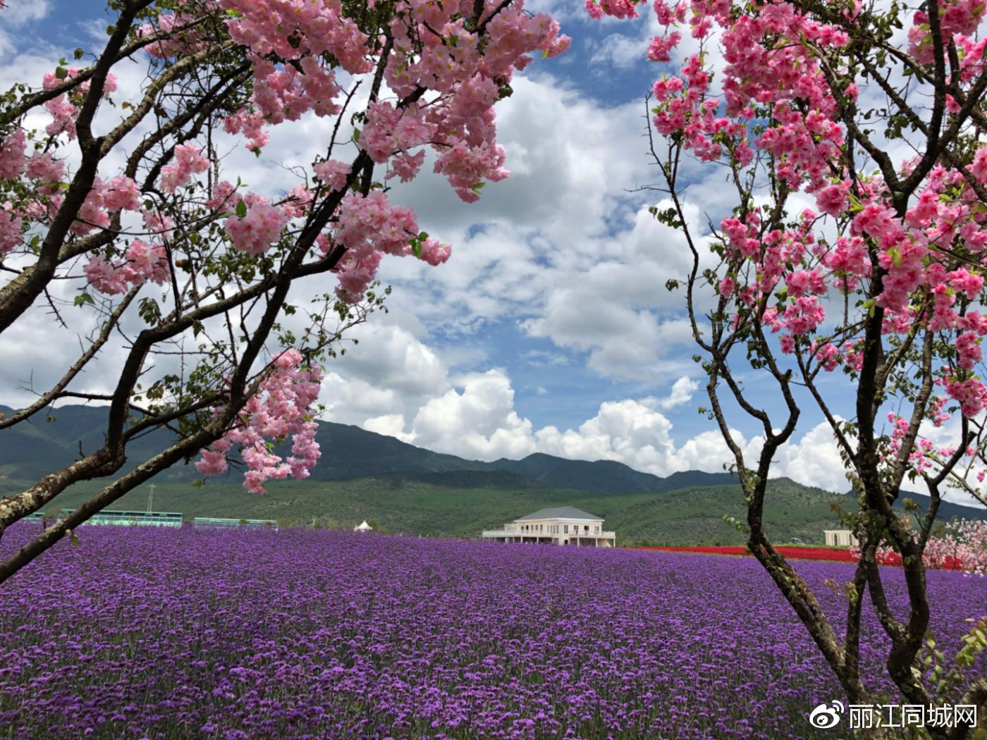 全球最大的雪山花海在丽江绽放 美得你无话可说