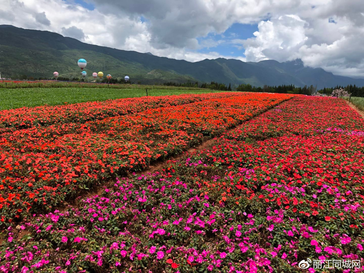 全球最大的雪山花海在丽江绽放 美得你无话可说