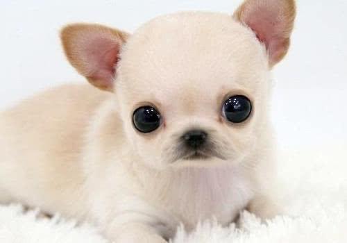 比格犬比格犬小时候,嘴嘟嘟的,叫声奶声奶气比较可爱,但长大后的比格