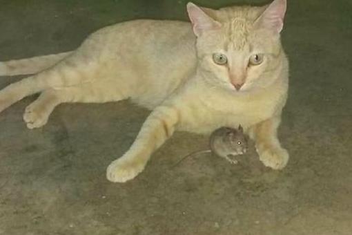 猫抓了一只老鼠,不吃反而把它当宠物!猫:感动吗?鼠:不敢动!