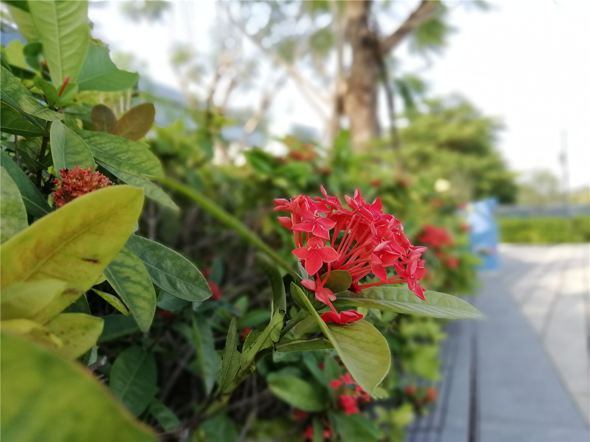 值得一提的是,使用荣耀9i的大光圈拍照,一定要有一个专门的对焦物体