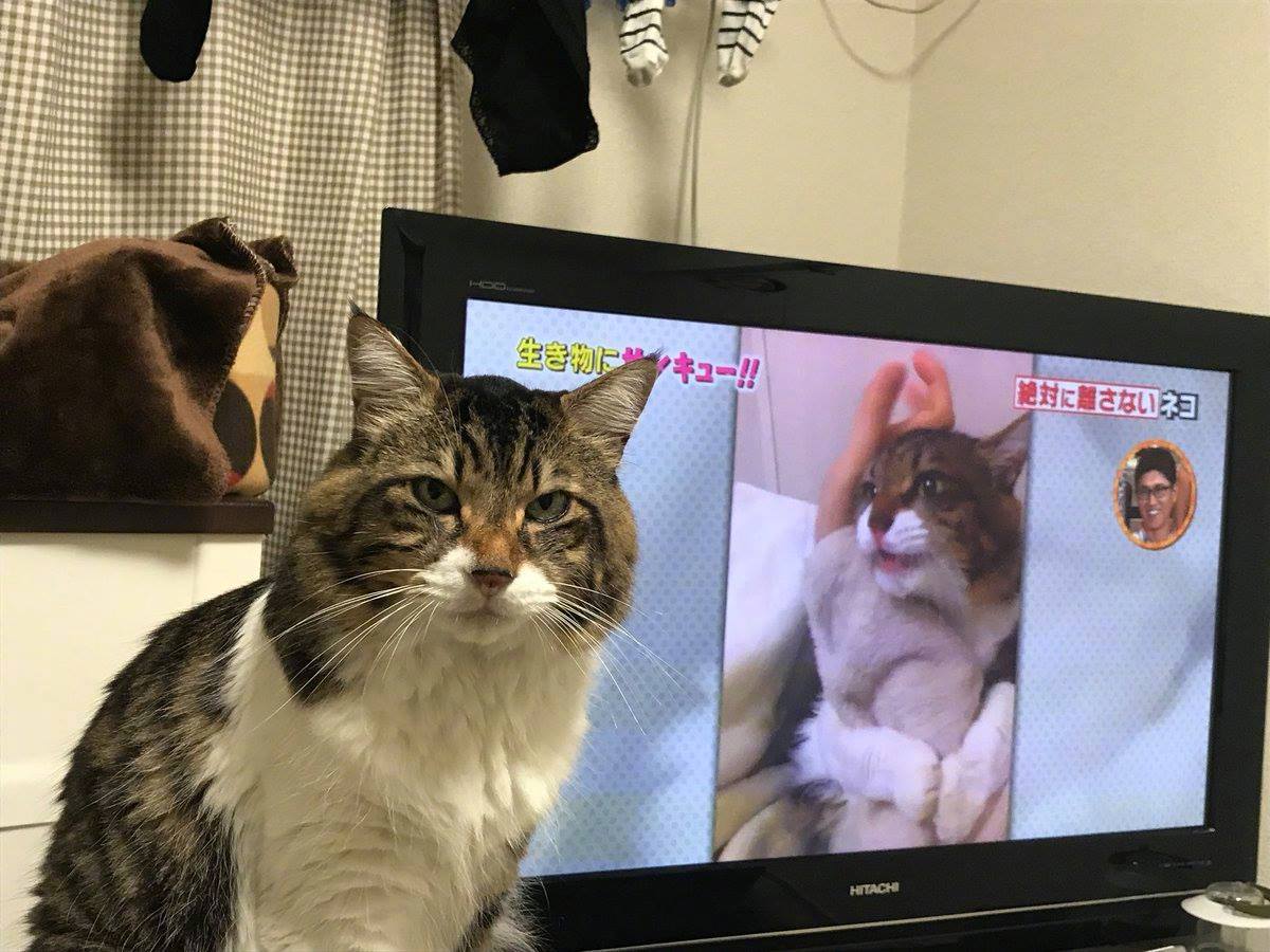 发现自己上电视了,猫的表情.