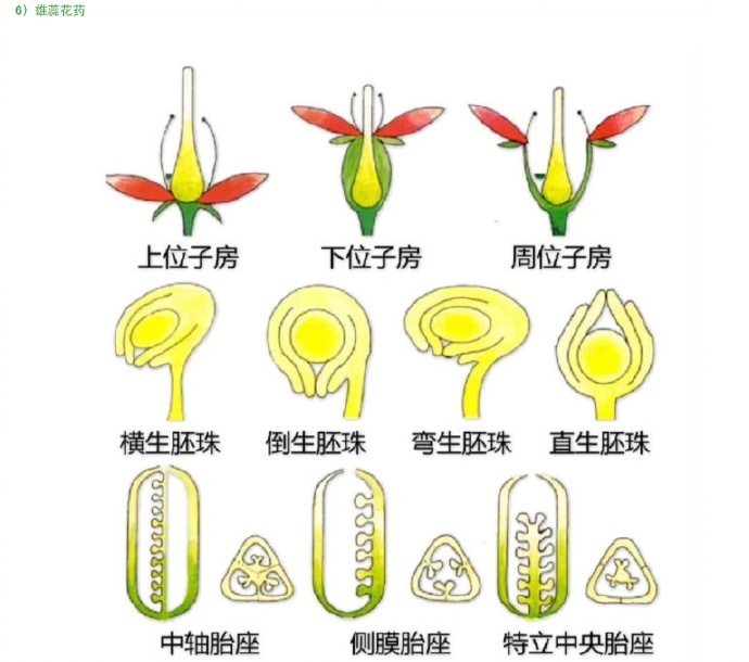 花朵的 形态图解…|花朵_新浪新闻
