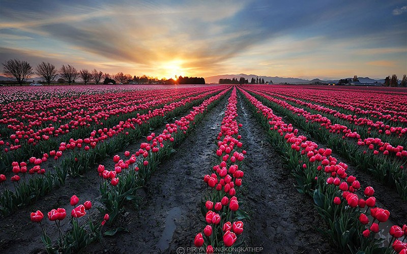 盘点全球最美的花海,感受最美的春天!