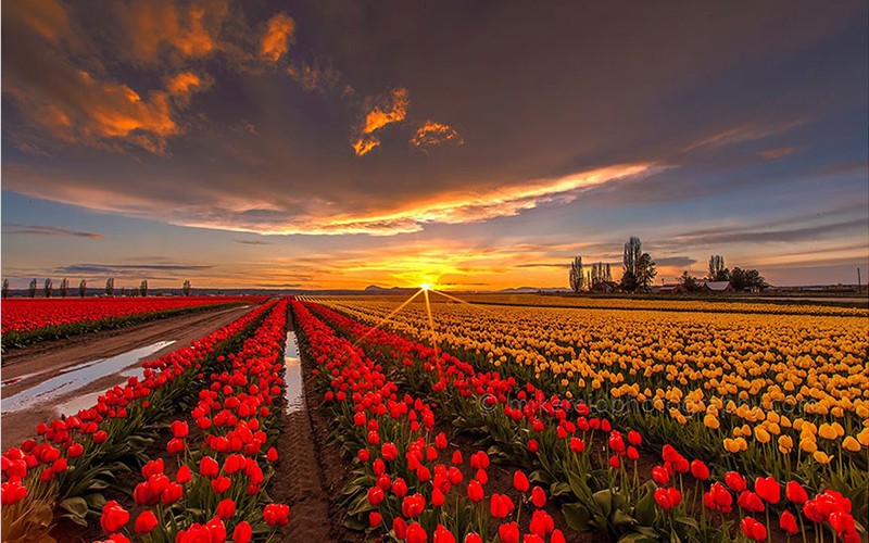 盘点全球最美的花海,感受最美的春天!|荷兰|郁金香|摄影师_新浪新闻