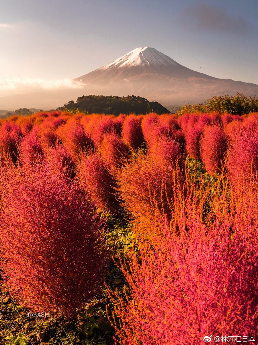 红叶季的富士山.(twi:takashi_lf)