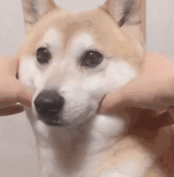 柴犬|铲屎官|捏脸_新浪新闻