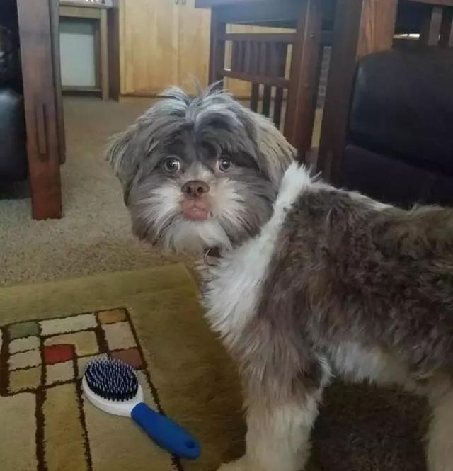 九只长得超像人的狗,最后一只太像了,都有点被它吓到了