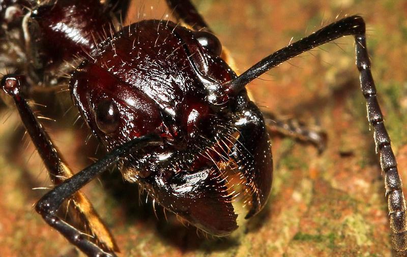 超近距离拍摄致命动物, 让你近距离领略它们的恐怖之处