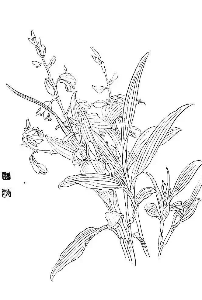 白描写生画库 更多关注