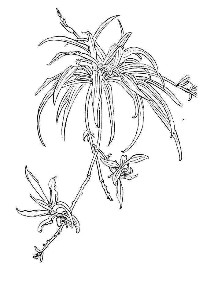 白描写生画库 更多关注