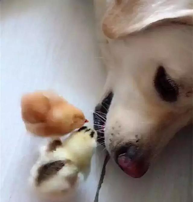 小鸡仔胆子太大,跑到狗嘴里找食吃,不怕自己变食物么?