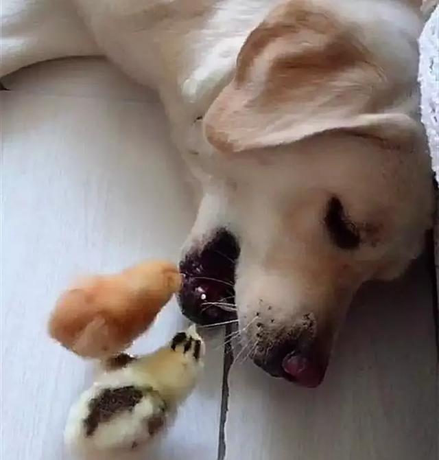 小鸡仔胆子太大,跑到狗嘴里找食吃,不怕自己变食物么?