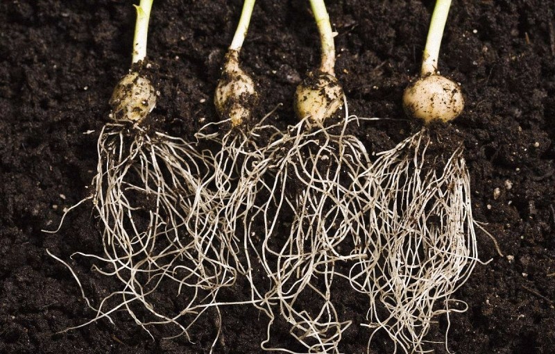 农作物种植如何确保壮根