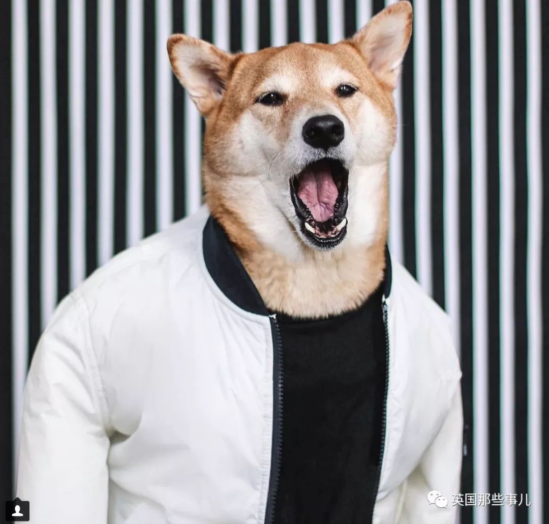 被称为男装狗的柴犬真的有被它帅到啊