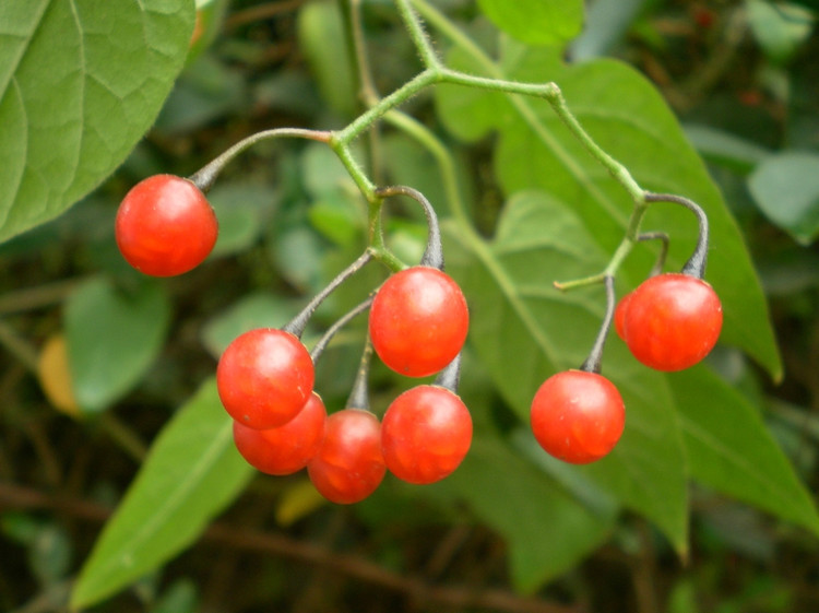 读者朋友们,你们认识苦茄吗?下次看到它可别把它当杂草锄掉了!